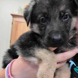 Maroon - Black and red female German Shepherd puppy in Coatesville, Pennsylvania from Jessica's German Shepherds