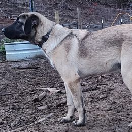 "Boz" - Grey Collar Boy - Blue fawn Anatolian Shepherd Dog puppy in Willamina, Oregon from Maple Creek Farm