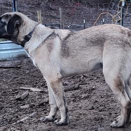 "Boz" - Grey Collar Boy - Blue fawn Anatolian Shepherd Dog puppy in Willamina, Oregon from Maple Creek Farm
