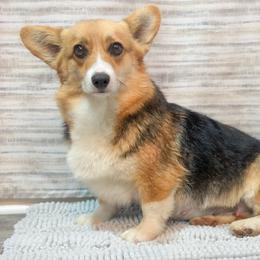 Sundae - Pembroke Welsh Corgi