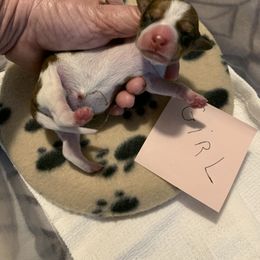 Dachshund Puppies from Wee Doggies Inc Just Dachshunds