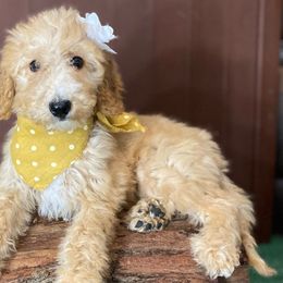 yellow collar - Goldendoodle puppy from Cisneros Goldendoodles