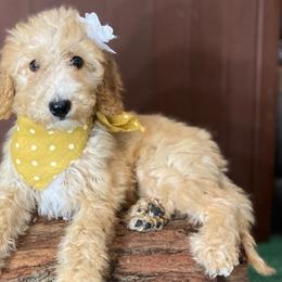 yellow collar - Goldendoodle puppy from Cisneros Goldendoodles