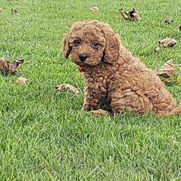 Copper - Apricot male Poodle puppy in Queens, New York from Pawfect Soul Puppies