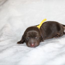 Frost - Chocolate and tan female Dachshund puppy in Lebanon, Tennessee from TH&R Miniature Dachshunds