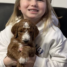 Goldendoodle Puppies from Platte Doodles