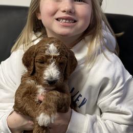 Goldendoodle Puppies from Platte Doodles