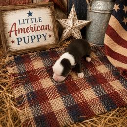 Girl 5 - Red tri female Miniature Australian Shepherd puppy in Doddridge, Arkansas from Huddleston Farm
