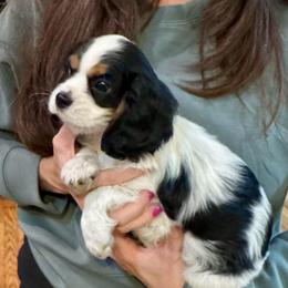 Dallas - Tri-color male Cavalier King Charles Spaniel puppy in Mount Dora, Fl, Florida from Breezy Palms Cavaliers