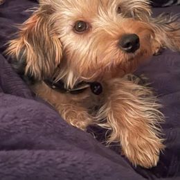 Yorkipoo and Yorkshire Terrier Puppies from Linda Sherman