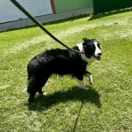 Cooter - Border Collie