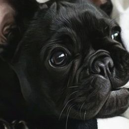 French Bulldogs from Forever Frenchies