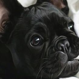 French Bulldogs from Forever Frenchies
