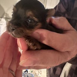 Velvet - Black and tan female Yorkshire Terrier puppy in Cameron, Oklahoma from Jane’s Yorkies