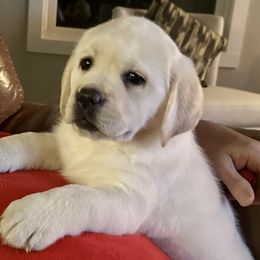 Labrador Retrievers from Ski2Sky Labradors