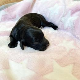 Black Girl - Black female Cavapoo puppy in Sugarcreek, Ohio from True Hearted Doodles