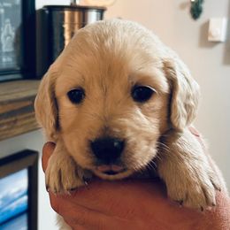 Female 2 (Pink collar) - Light golden female Golden Retriever puppy in Rainier, Washington from Hanson’s NW Goldens & Doodles