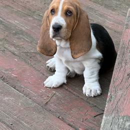 Celine - Brown black and white female Basset Hound puppy in Guys Mills, Pennsylvania from Hidden Heart Basset Hounds