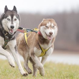 Siberian Huskies from Black Shale Siberians