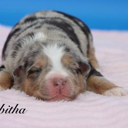 TABITHA - Blue merle female Miniature Australian Shepherd puppy in Weeki Wachee, Florida from Arlington's Mini Aussies