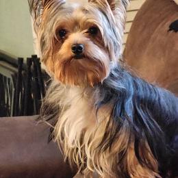 Benji - Yorkshire Terrier