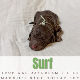 Boy 2 - male Newfoundland puppy in Alto, Georgia from KelleyDoodles