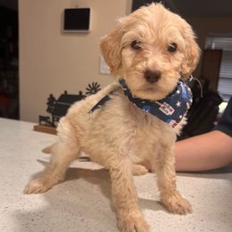 Girl 4 - Apricot female Aussiedoodle puppy in Florida from Doodles & Danes