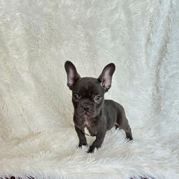 Chubbz - Tricolors male French Bulldog puppy in Lubbock, Texas from West Texas Dachshunds LLC