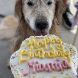 Golden Retriever Puppies from Evergrace Goldens