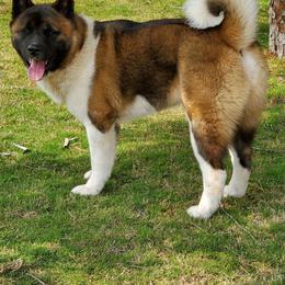 Amleth - Akita