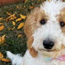 Maltipoos from Doodle Dog Crush