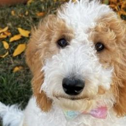 Maltipoos from Doodle Dog Crush