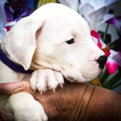 Purple collar- Evander - White male Dogo Argentino puppy in San Diego, California from Debonair Dogos