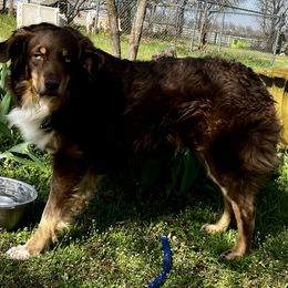 River - Australian Shepherd