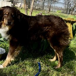 River - Australian Shepherd