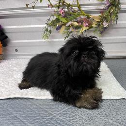 SB Monay - Black and tan female Shih Tzu puppy in Elgin, South Carolina from Silver Bells Paw Prints