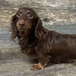Ms Fudge - Chocolate and tan female Dachshund puppy in Springfield, Ohio from LUXEYPUPS