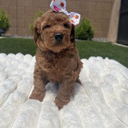 Meeka - Red  female Goldendoodle puppy in Maricopa, Arizona from HeyDoods Doodles