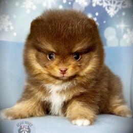 AKC Volt 3800 - Chocolate and tan male Pomeranian puppy in Oklahoma City, Oklahoma from Belle House Pomeranians