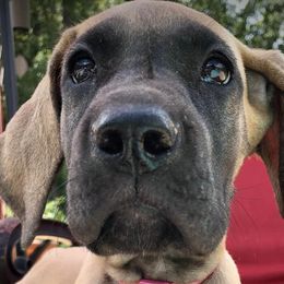 Great Danes from Kozmows Danes