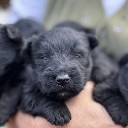 Scottish Terrier and Toy Australian Shepherd Puppies from Pecan Creek