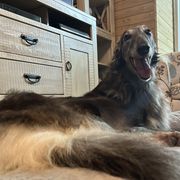 Pandora - Borzoi