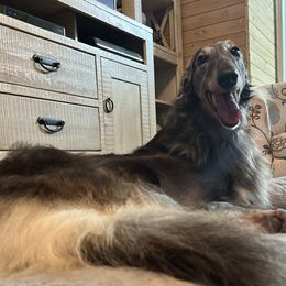 Pandora - Borzoi