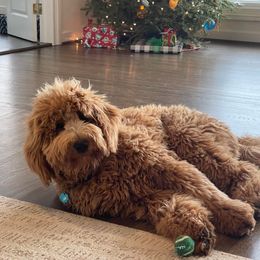 Goldendoodle Puppies from Barn House Doodles