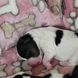 Biewer Terrier Puppies from Brandon Boyd