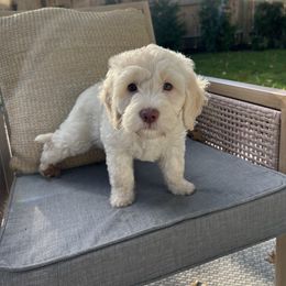 Goldendoodle Puppies from Simmons Goldendoodles