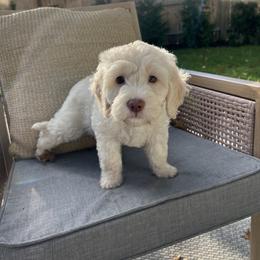 Goldendoodle Puppies from Simmons Goldendoodles