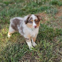 Copper - Red merle male Toy Australian Shepherd puppy in Pickens, South Carolina from Reflections of Star Crest Kennel