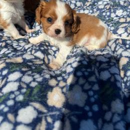 Hey Jude - Blenheim male Cavalier King Charles Spaniel puppy in Rockville, Maryland from Skais the Limit