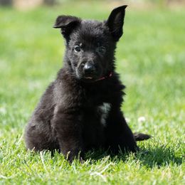 German Shepherd Puppies from Von Gonta Haus German Shepherds